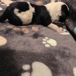 Boy 1 - Black and white male Portuguese Water Dog puppy in Indianola, Utah from Mlee puppies