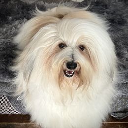 Mr Sandman - Havanese