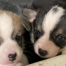 Pembroke Welsh Corgis from Pierson's Pembroke Welsh Corgis