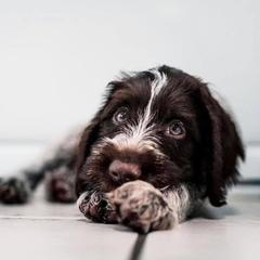 German Wirehaired Pointer Puppies from Afterhours German Wirehaired Pointers