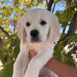 Yellow (3700) - Light golden female Golden Retriever puppy in Pahrump, Nevada from Southern Nevada Goldens