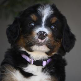 Myrtle-Lavender Collar - Tri-color female Bernese Mountain Dog puppy in Loveland, Colorado from Grateful Bernese & Gage's Goldens