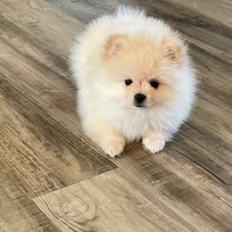 Pomeranian Puppies from Nikki’s lil Pomeranians