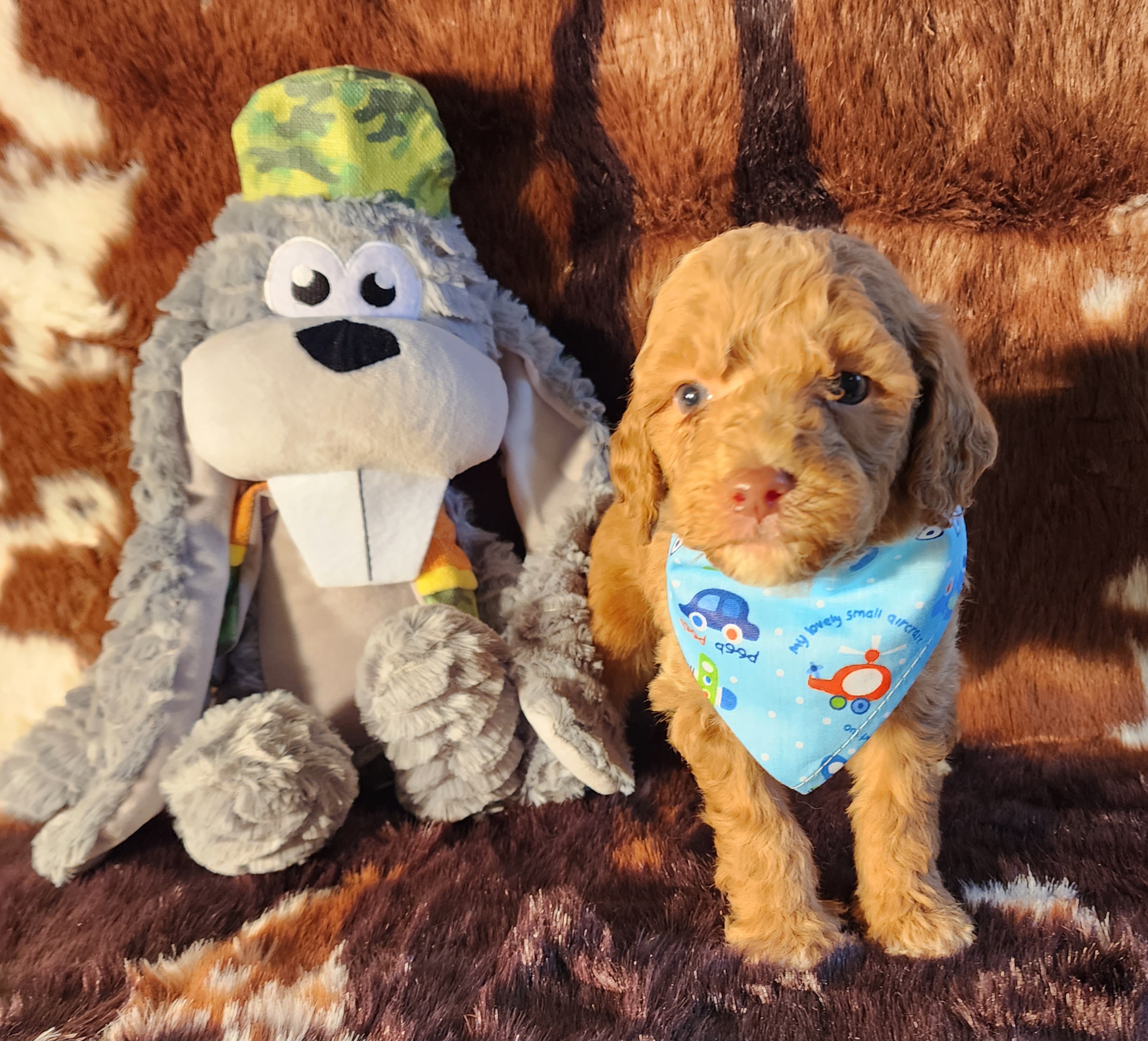 Goldendoodle Puppies from Ds_minidoodles