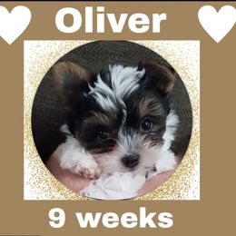 Boy 1 - Parti male Yorkshire Terrier puppy in Inverness, Florida from Barb's Luvayorkie