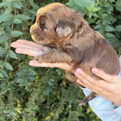 Stefan - Merle male Whoodle puppy in Gilbert, Arizona from Gilbert Bernedoodles & Whoodles