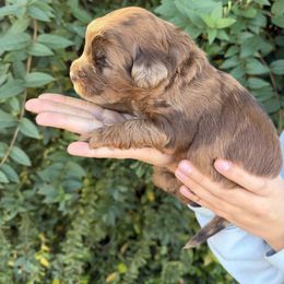 Stefan - Merle male Whoodle puppy in Gilbert, Arizona from Gilbert Bernedoodles & Whoodles