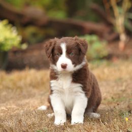 Border Collie Puppies from Midnight Border Collies