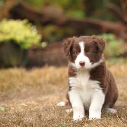 Border Collie Puppies from Midnight Border Collies