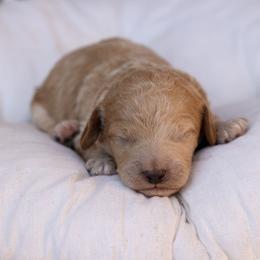 Blue collar - Cream male Poodle puppy in Edmond, Oklahoma from The Redbud Roost