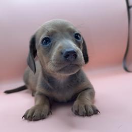 Ashen - Fawn (isabella) and tan male Dachshund puppy in Barstow, California from Kindle & Burrow Dachshunds