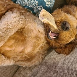Goldendoodles from Doodles Of Cypress