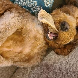 Goldendoodles from Doodles Of Cypress