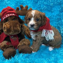Cavapoo puppies from Knight Pups