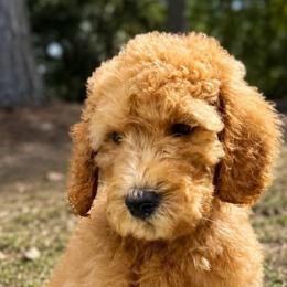 White Collar Boy - Red male Double Doodle puppy in Clarks Hill, South Carolina from Rosie’s Double Doodles