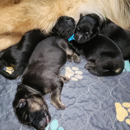 Coconut - Black female German Shepherd puppy in Fort Jennings, Ohio from Von Holtzapple German shepherds