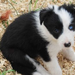 Border Collie Puppies from Cascade Sun Kennels