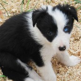 Border Collie Puppies from Cascade Sun Kennels