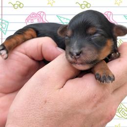 Friday - Black and tan female Yorkipoo puppy in Coshocton, Ohio from Forever Family Puppies