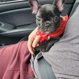 French Bulldog Puppies from J&A Bulldogges