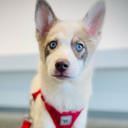 Bean - Red and white Pomsky puppy in Greenville, South Carolina from Thicketty Mountain Pomskies