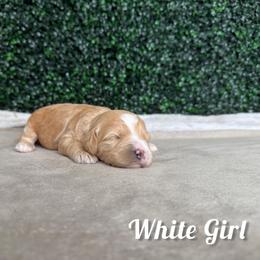 White Girl - Red female Bernedoodle puppy in Modesto, California from Two Doods Doodles