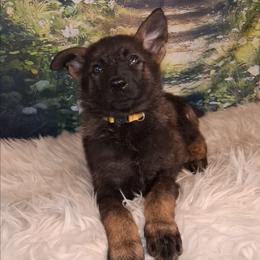 Yellow - Sable female German Shepherd puppy in Holden, Missouri from Shiloh's Shepherds & Ridgebacks