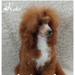 Keto - Poodle