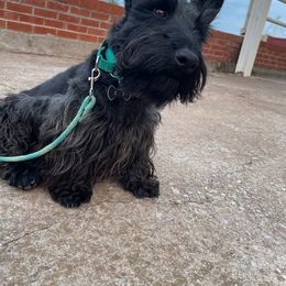 Jaxx - Scottish Terrier
