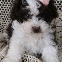 Havapoos from HopplevalleyPTA...(Puppies To Adore)