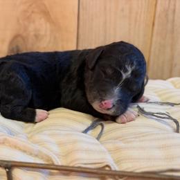 Girl 5 - Black and white female Sheepadoodle puppy in Danville, Indiana from Marley’s Doodle Ranch
