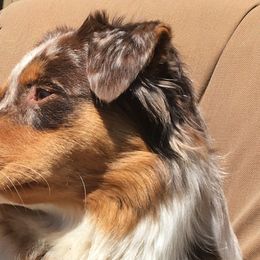 Australian Shepherds from Sunrock Kennel