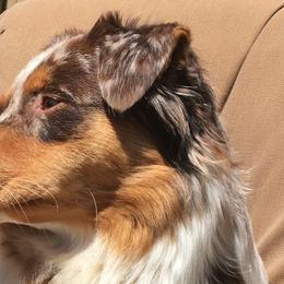 Australian Shepherds from Sunrock Kennel