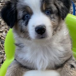 Miniature Australian Shepherd and Toy Australian Shepherd Puppies from Rye Hill Aussies