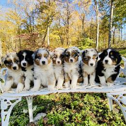 Australian Shepherd puppies from Scooters Aussies