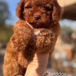 Cheddar - Red  male Goldendoodle puppy in Goodyear, Arizona from GAMMIE’S DOODLES