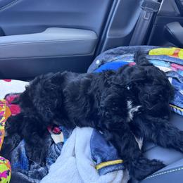 Boris - Pepper and salt male Giant Schnauzer puppy in Noblesville, Indiana from Stratton House Kennels