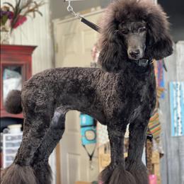 Maltipoos and Poodles from Mandella Pups