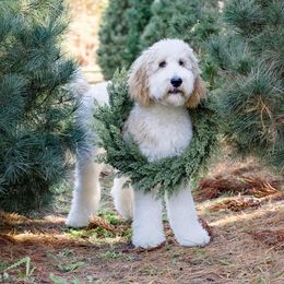 Goldendoodle Puppies from Little Bear Doodles