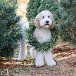 Goldendoodle Puppies from Little Bear Doodles