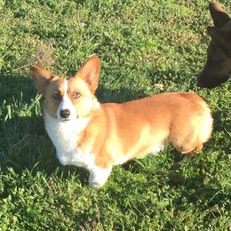 Flash - Pembroke Welsh Corgi
