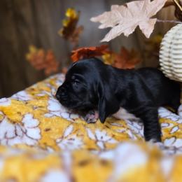 Moondancer - Black and white female Basset Hound puppy in Valley, Washington from Enchanted Valley Paws