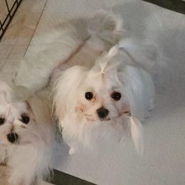 Ruby - Maltese