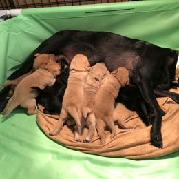 Labrador Retriever Puppies from Westbrook UK Labs