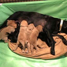 Labrador Retriever Puppies from Westbrook UK Labs