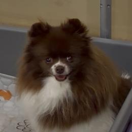 Pomeranian puppies from A&J Cutie Pawtooties