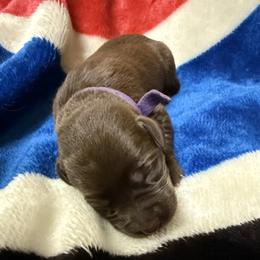 Chocolate Girl 1 - Chocolate female Labrador Retriever puppy in Hebron, Indiana from Farm Creek Retrievers