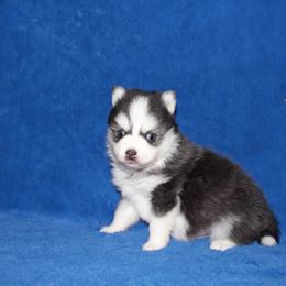Garnet - Black and white male Pomsky puppy in Clarkston, Utah from Red Rock Ranch Breeders