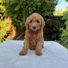 Orange - Red  female Goldendoodle puppy in Citrus Heights, California from Tanya's Goldendoodles