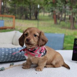 Gumdrop (light pink collar) - Cream female Dachshund puppy in Prospect, Oregon from Spunky Sausage Pups